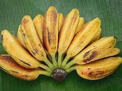 Jantung Pisang Kepok Untuk Apa